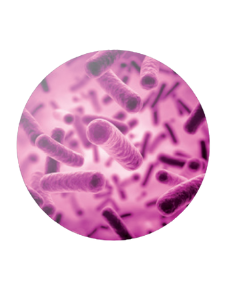 sectiune membrana PTFE